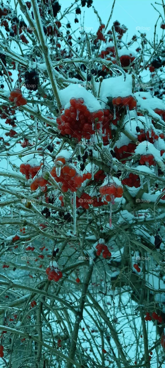 guelder rose in ice