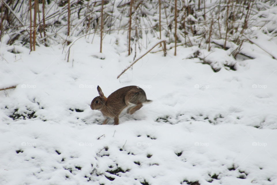 Hare running in snow