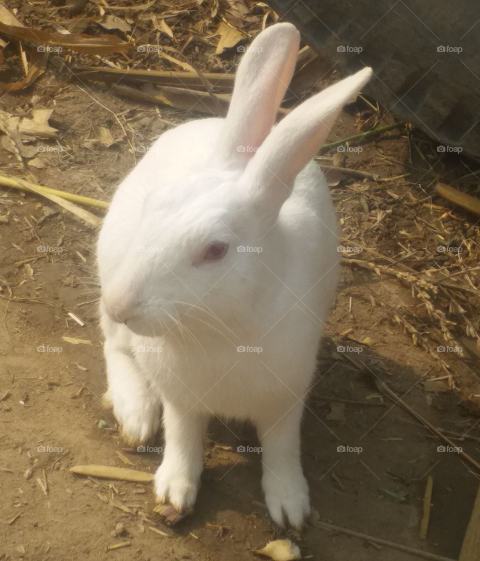 my beautifull Rabbit so awesome picture..