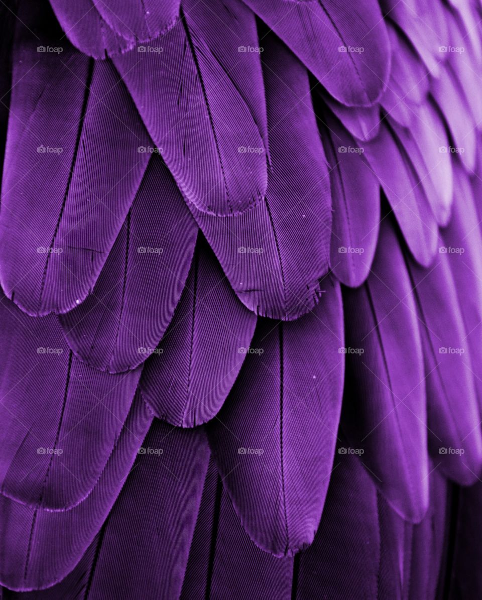 Purple feathers