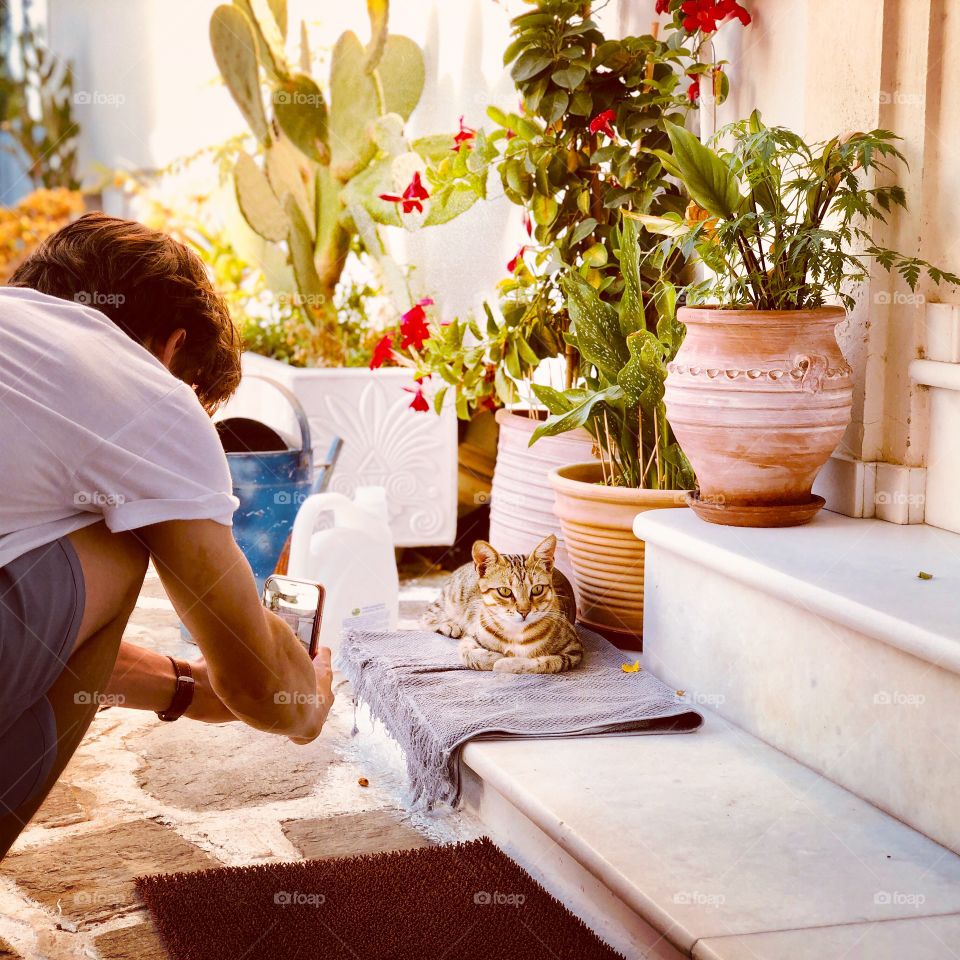 Village cat, Cyclades island Naxos Greece 