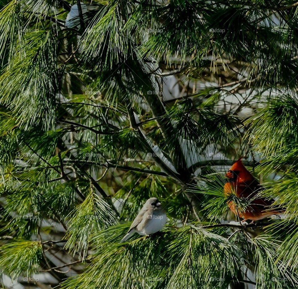 Pine trees, winter, birds, nature