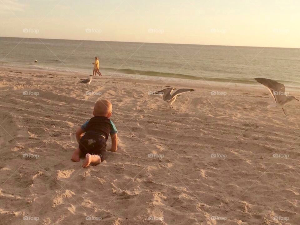 Chasing seagulls 