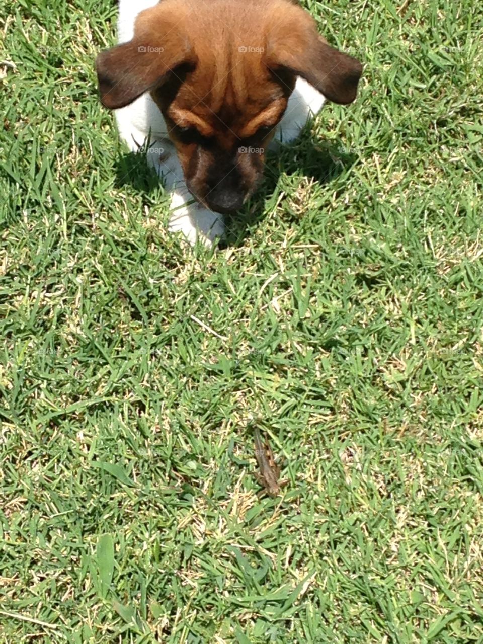 Grasshopper hunter. Puppy trying to catch a grasshopper