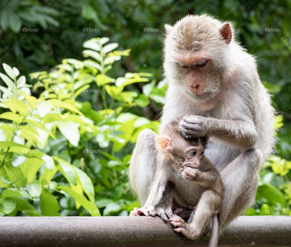 Wildlife monkey and baby