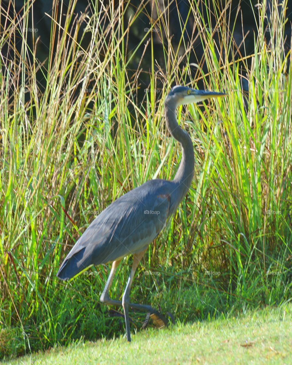 Blue heron 