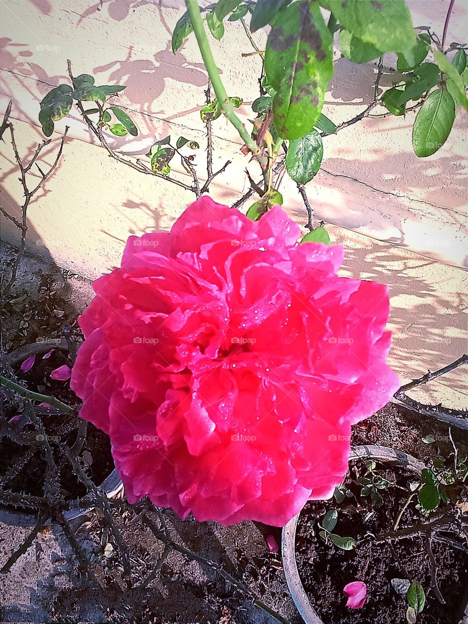 Beautiful Rosey💕 pink rose 🌹flower 🌺🌻🌹🌷