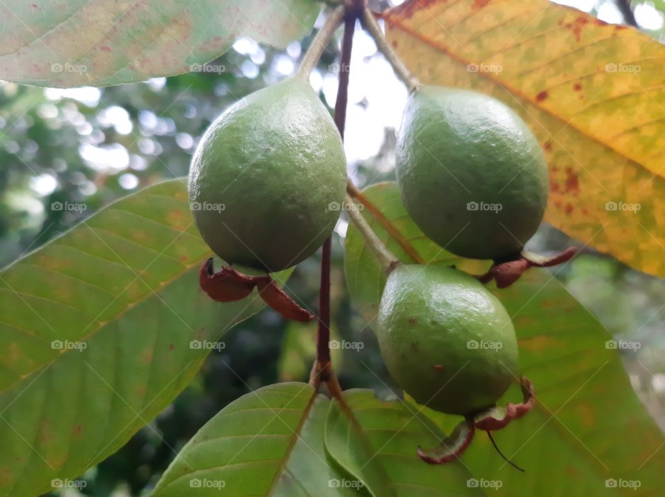 This is a one of beautiful fruit in my garden. Pears are fruits produced and consumed around the world, growing on a tree and harvested in late Summer into October.