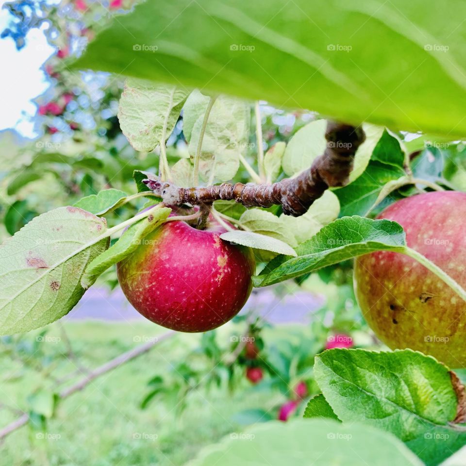 Cute baby apple 🍎