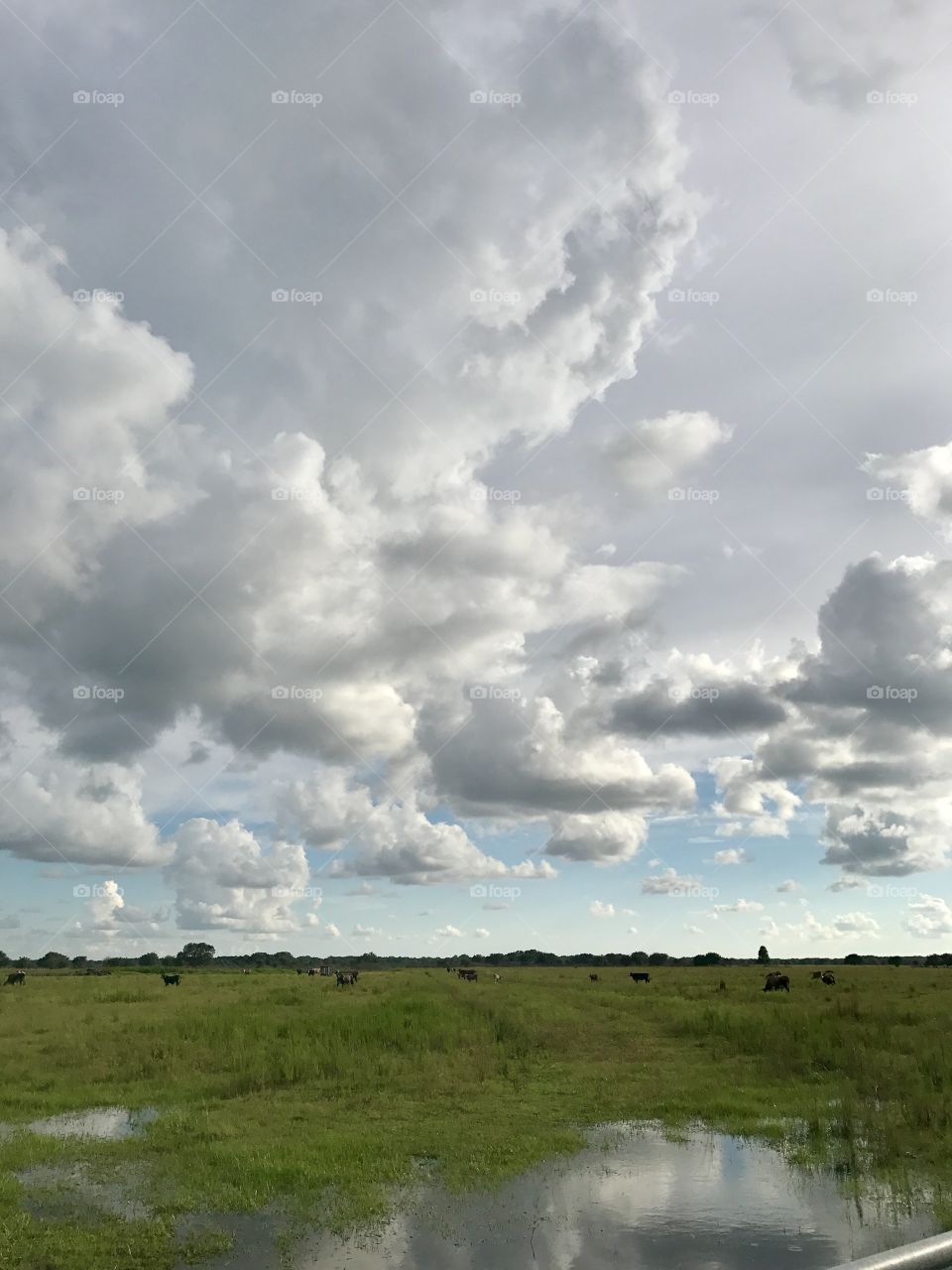 Cow field