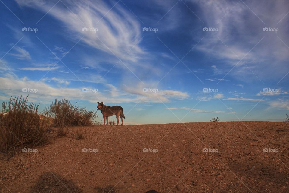 High angle view of dog