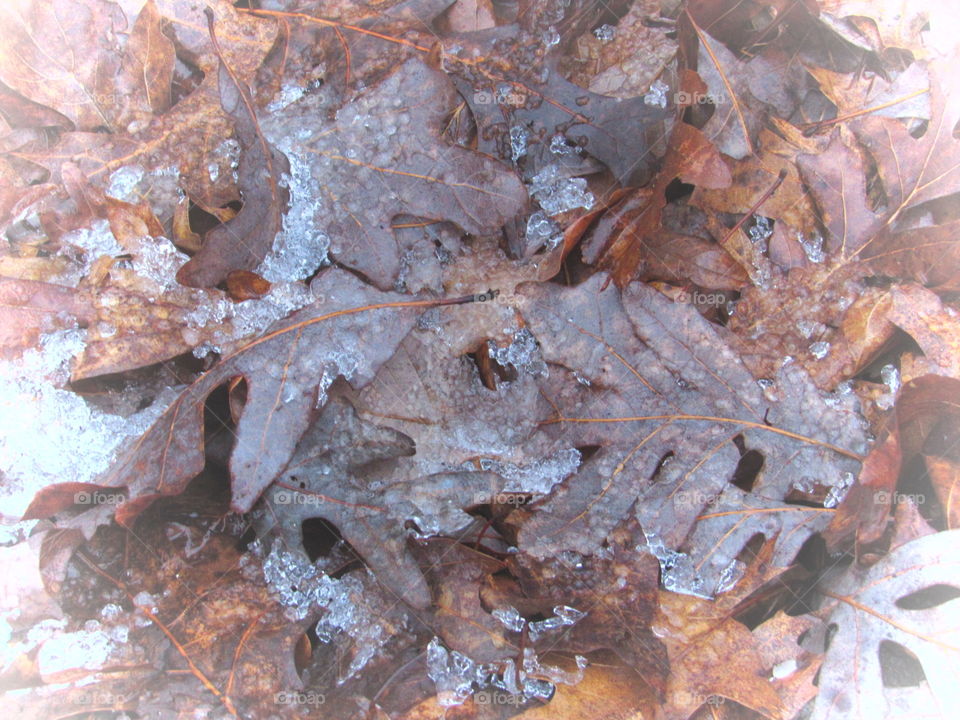 Leaves and ice