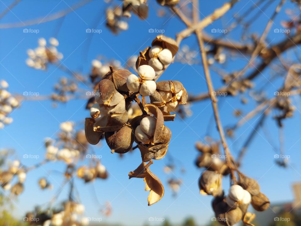 dry seeds coming out from covers