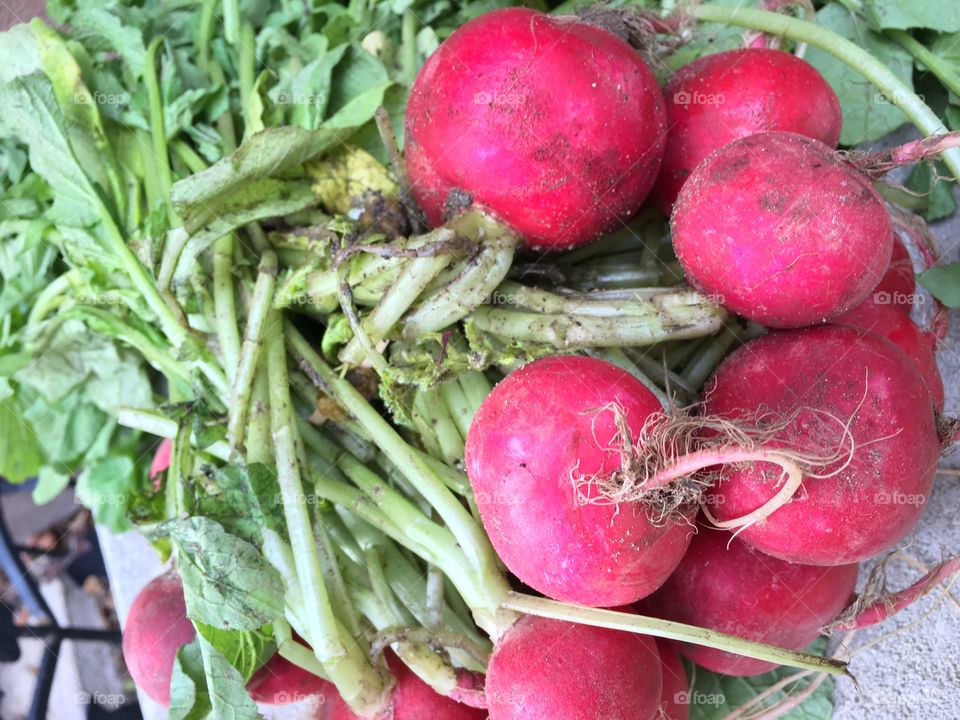 Radishes