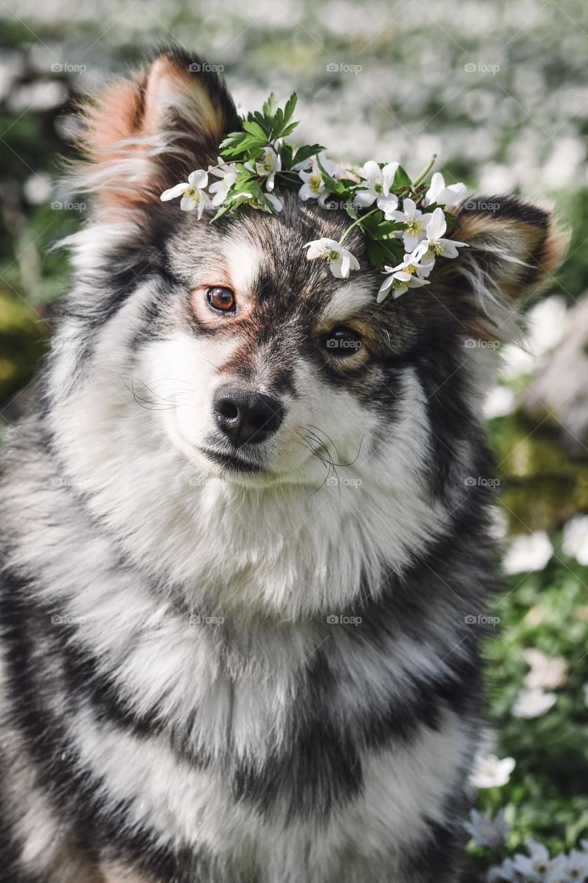 Portrait of a young Finnish Lapphund dog wearing flower wreath 