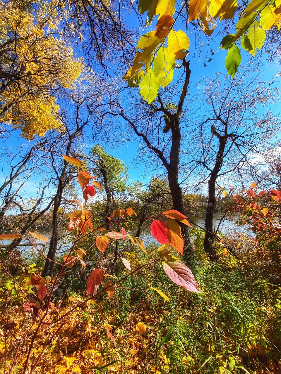 Autumn leaves