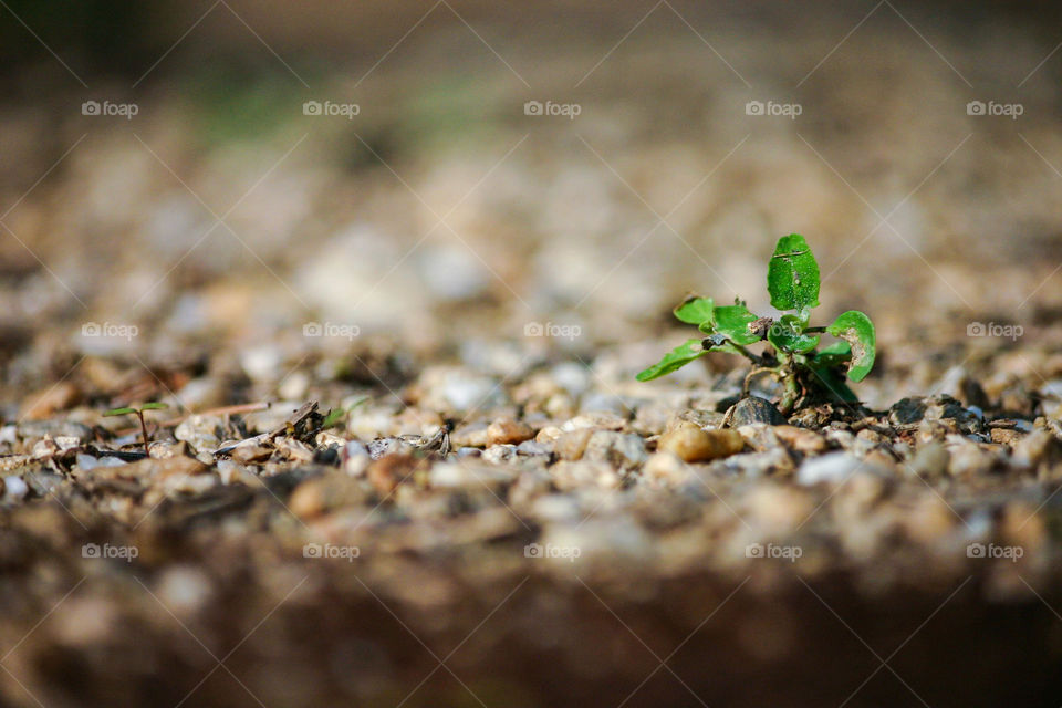 Closeup plant