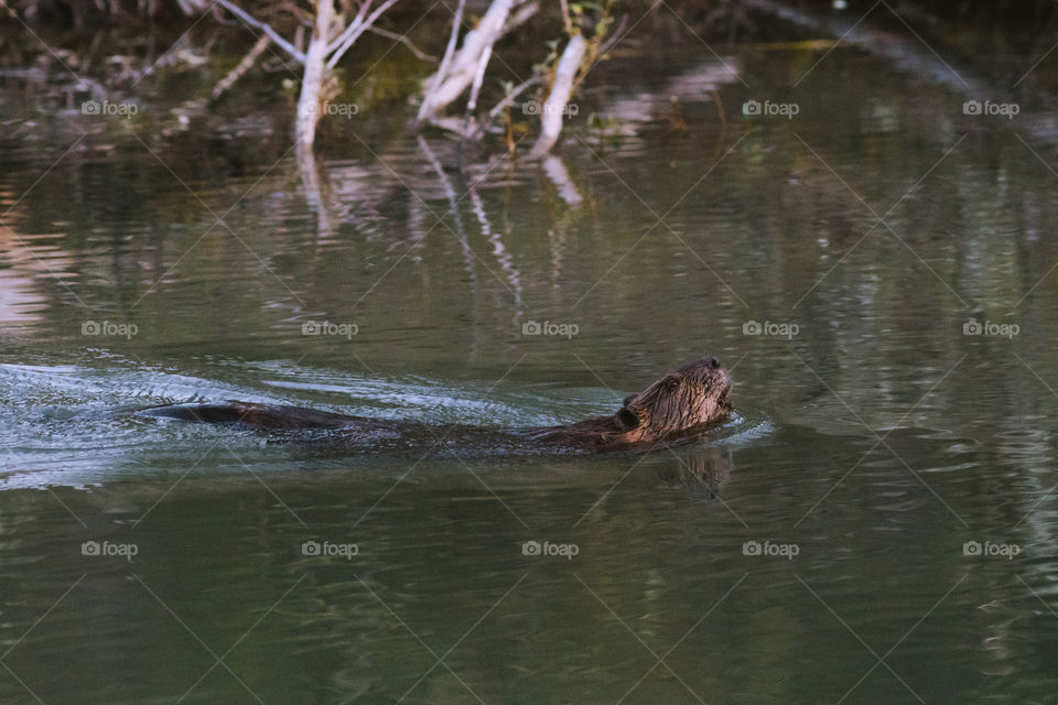 Beaver gracefully swimming in its pond in northern Canada