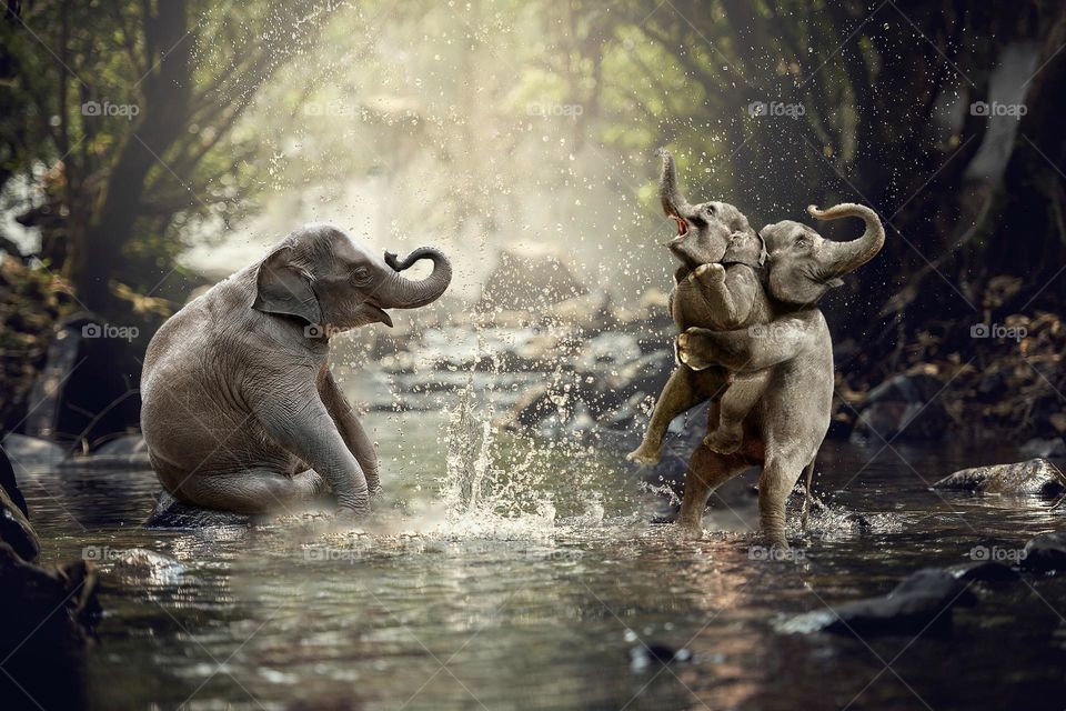 funny elephants