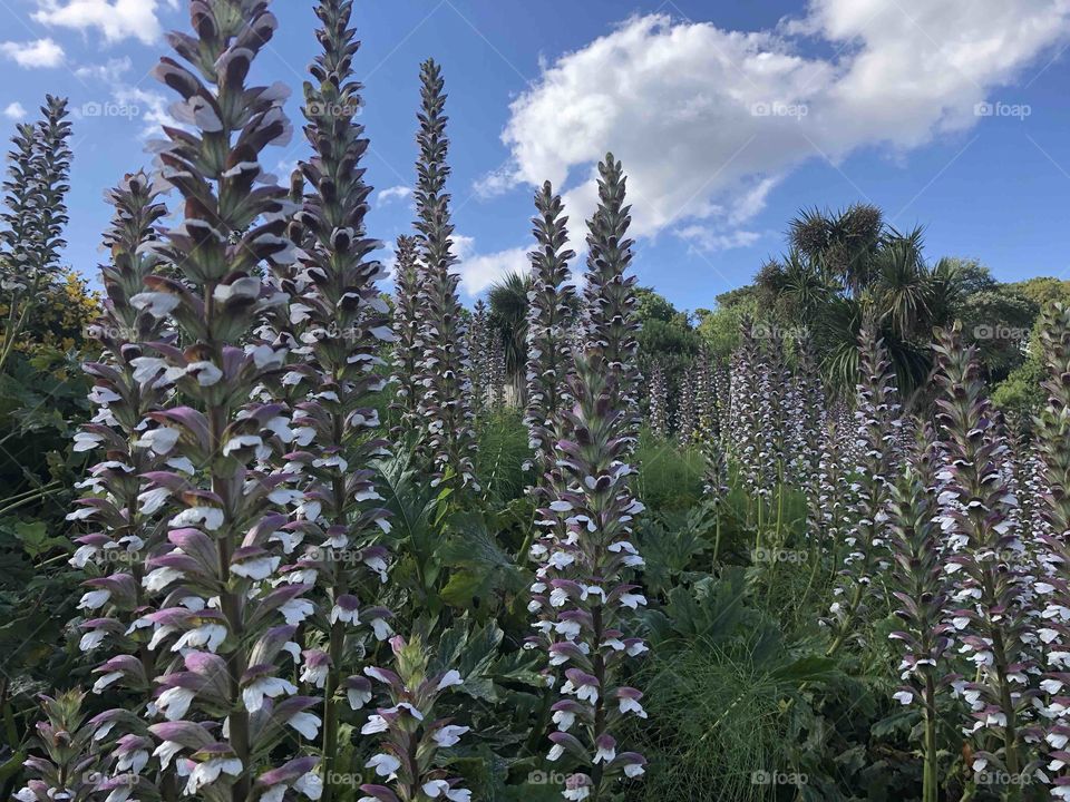 These tall beauties look rather elegant and wondrous.