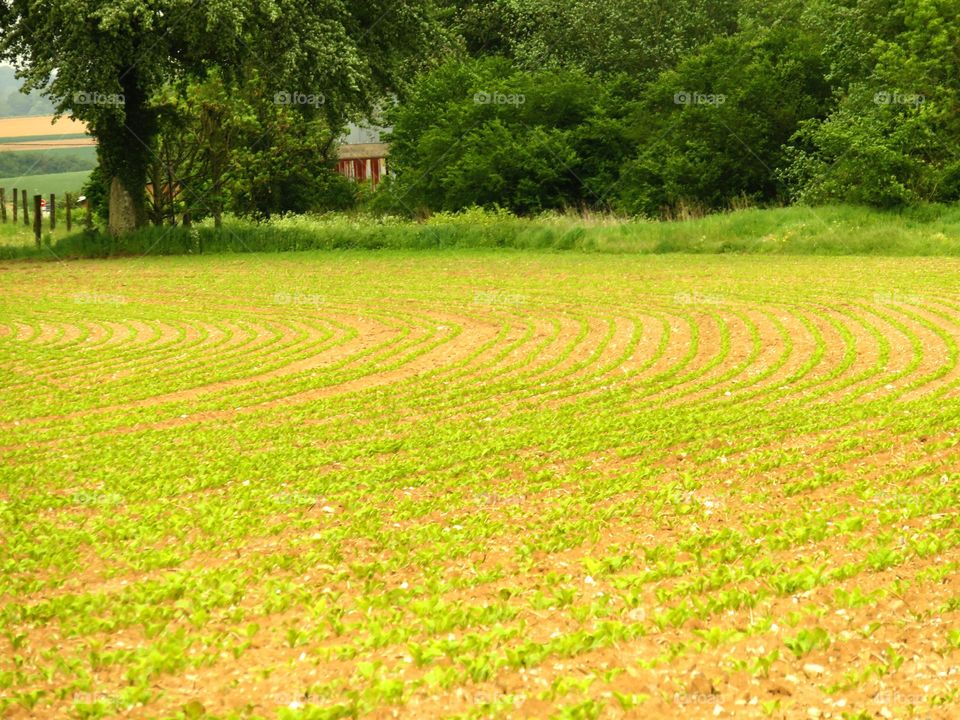 field furrows