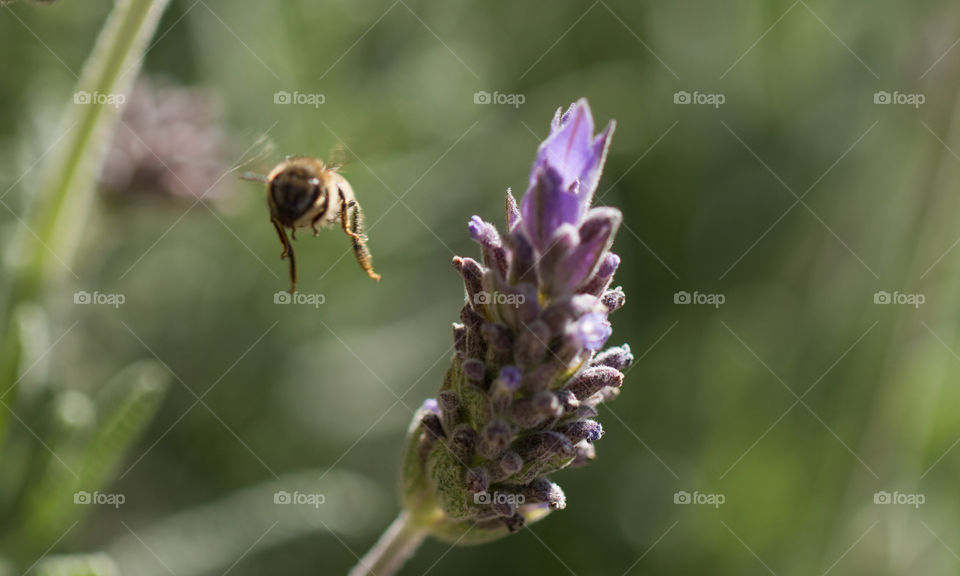 Bee pollinating lavender