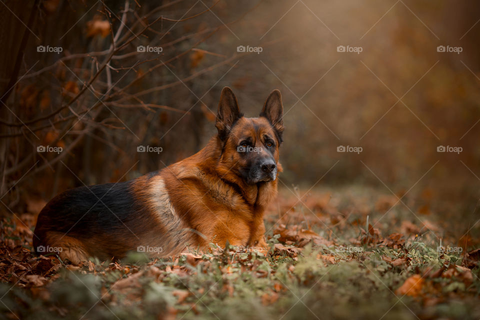 German shepherd dog portrait at autumn park
