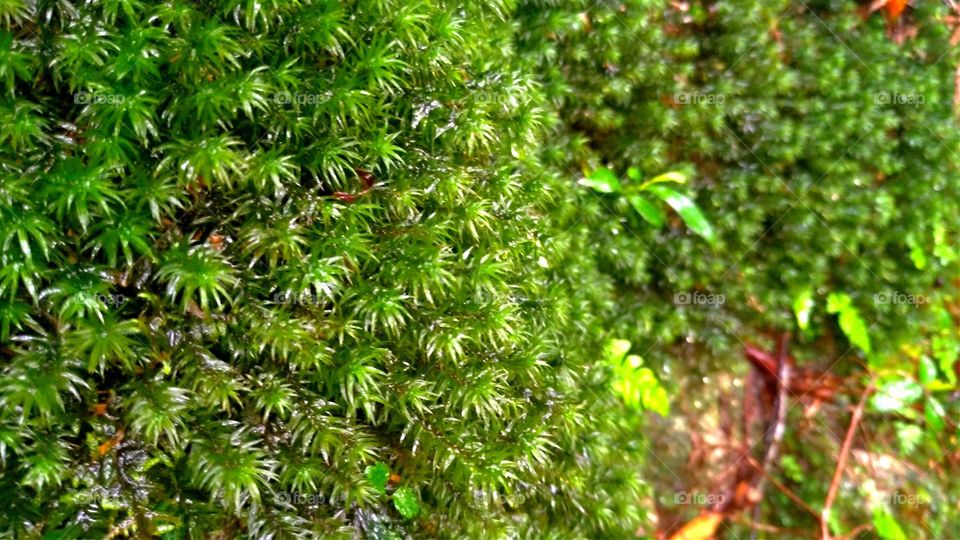 Haircap moss along the trail in Yakushima, Japan