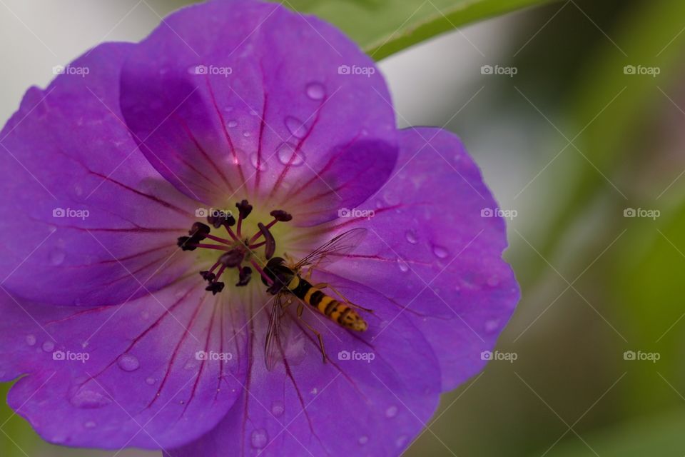 Wasp feeding from flower