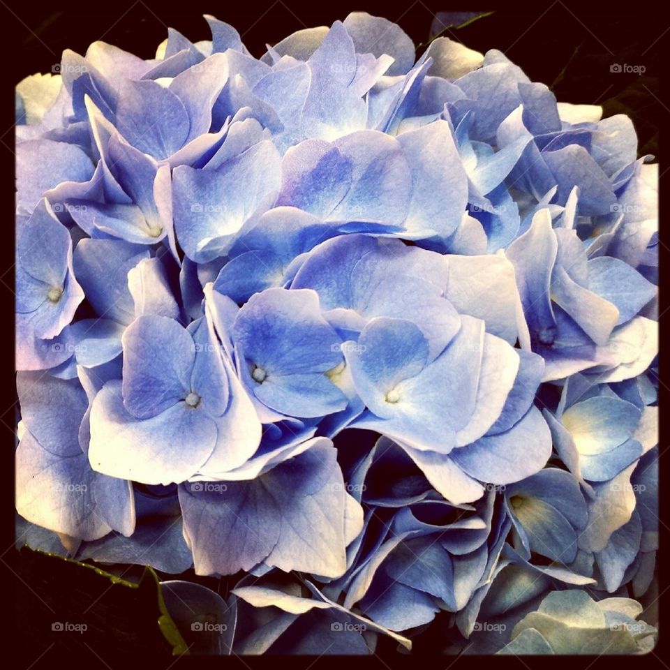 Purple hydrangea flowers