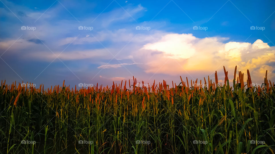 The view of the corn field during sunset
