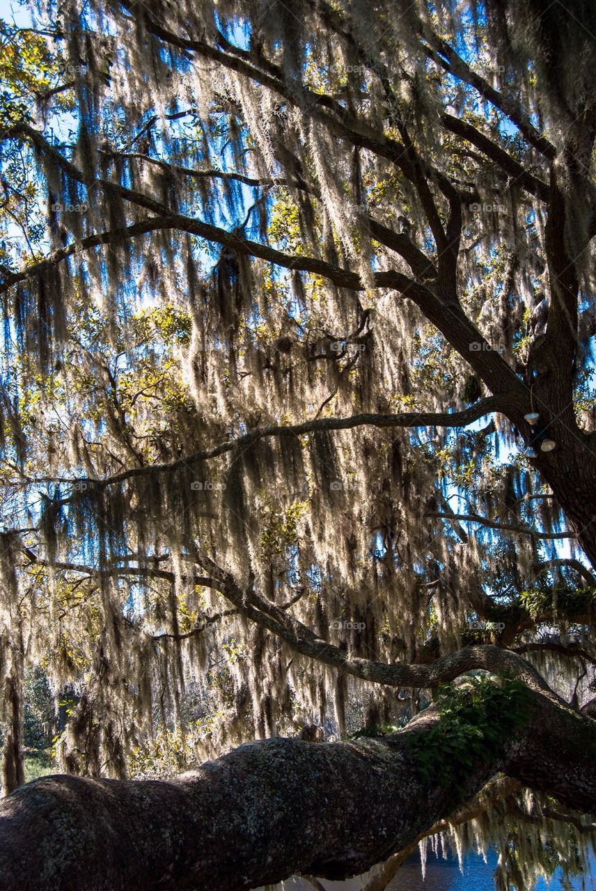 Spanish moss