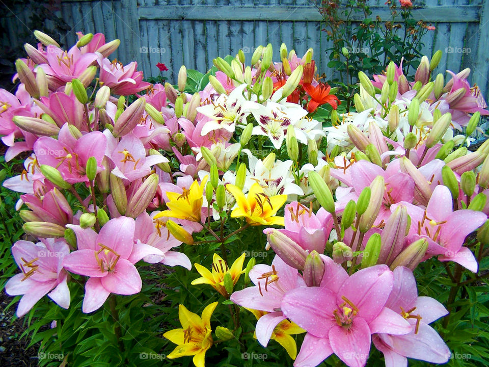 Lots of colorful lilies