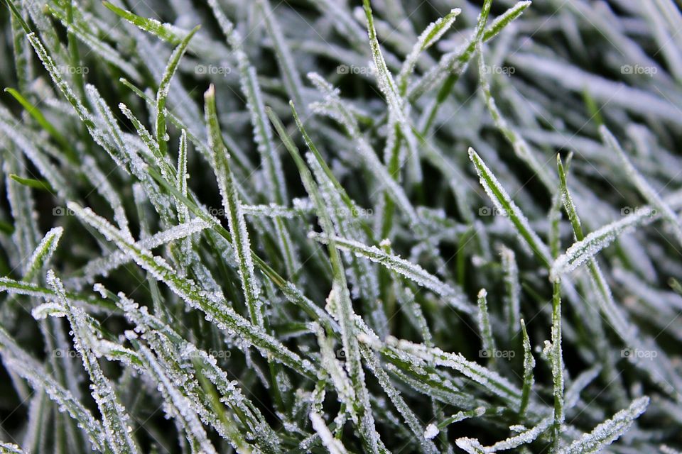 Frosty grass