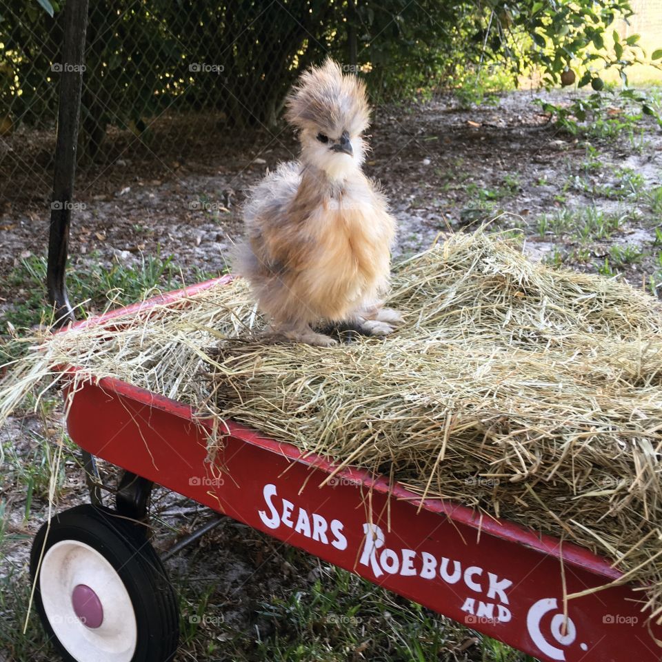 Cute chick in wagon