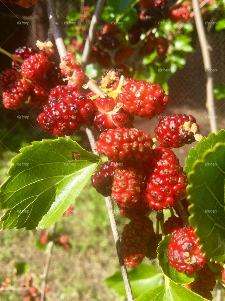 Close-up of a mulberry plant