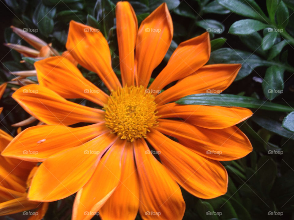 ORANGE DAISY