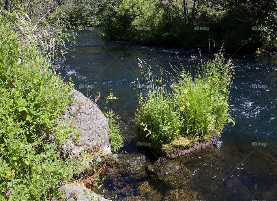 A lush green bush tipped with yellow flowers growing on a large boulder in Central Oregon’s beautiful Metolius River with its blue and turquoise waters on a bright sunny summer afternoon. 