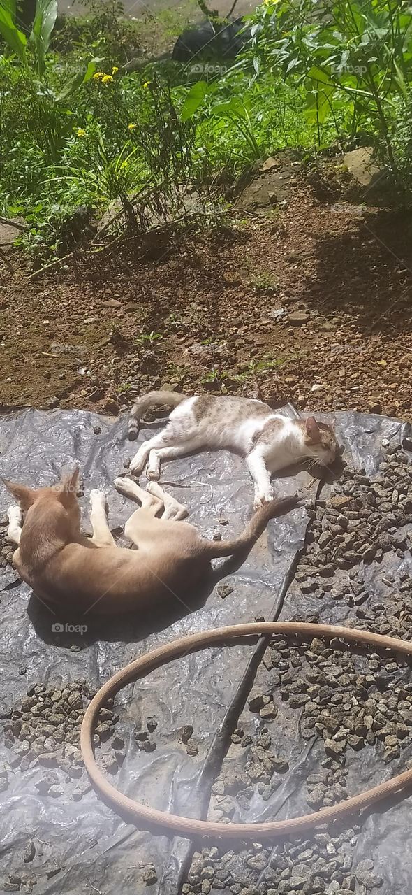 Sunbathing 😼🐶