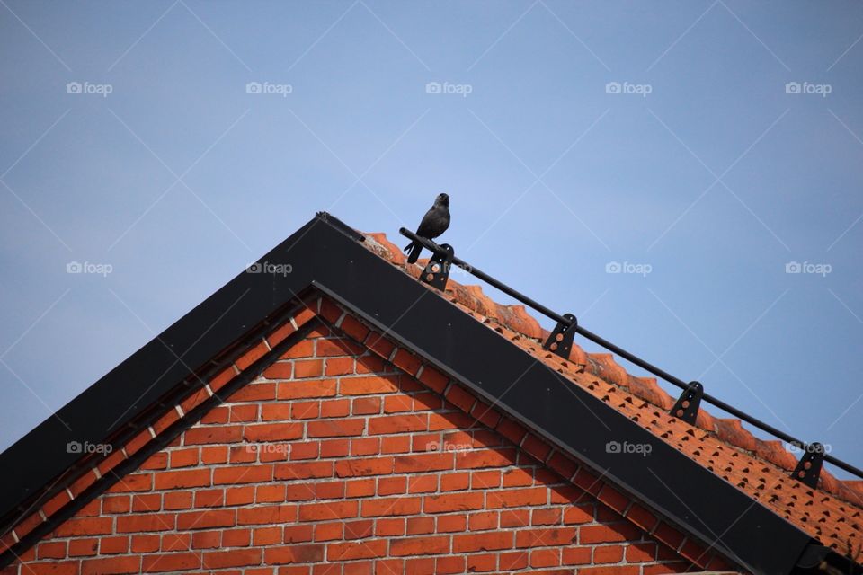 A bird sitting on roof