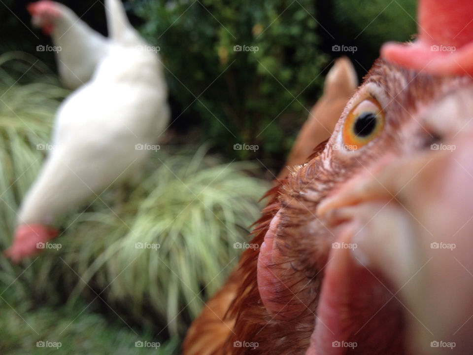 yard beak chickens hens by guyin22204