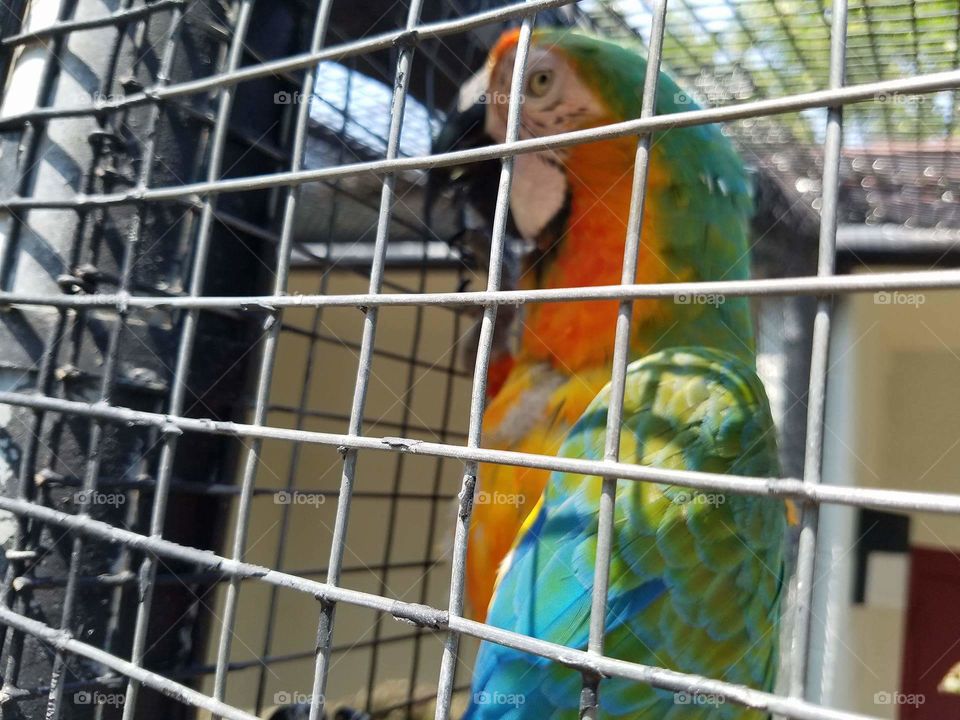 parrot colorful