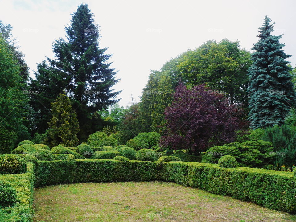 green landscape of the arboretum in the city of Kiev