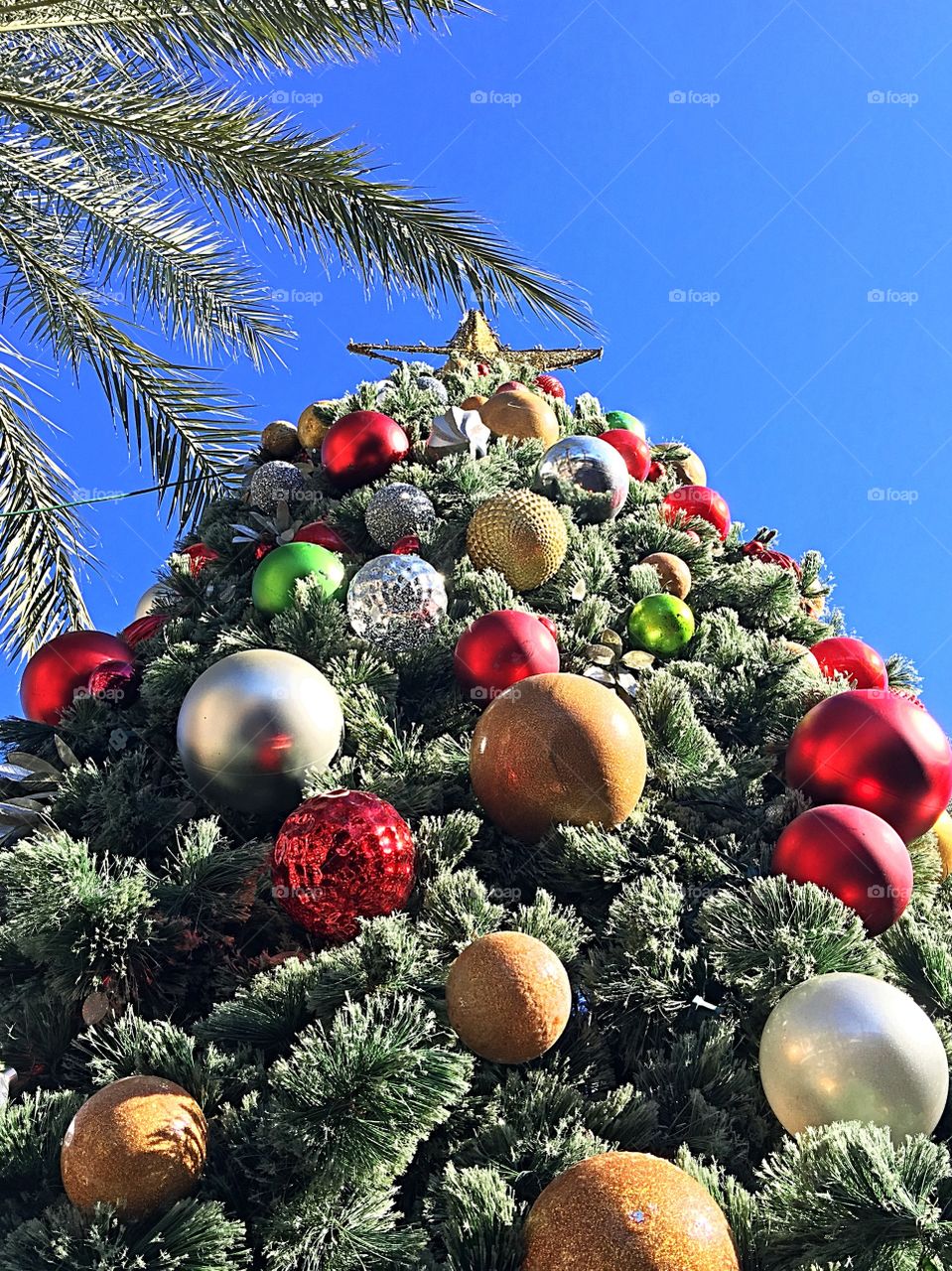 Desert Christmas tree.