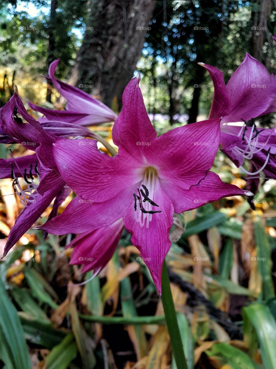 pink lilies at a park's garden