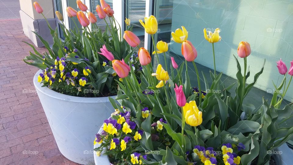 spring. spring weather