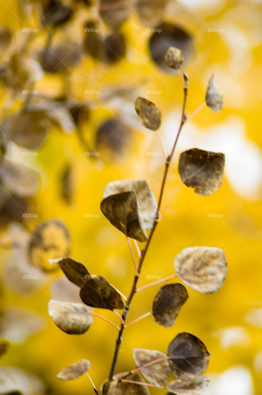 yellow nature tree leaves by bushler14