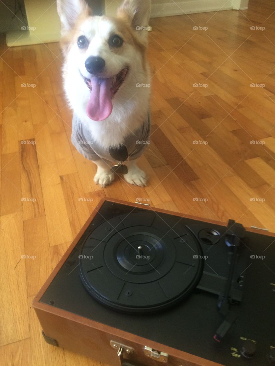 DJ corgi takes special request