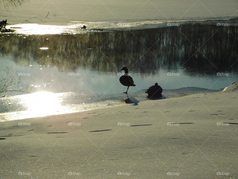 Majestic Winter. Geese. 