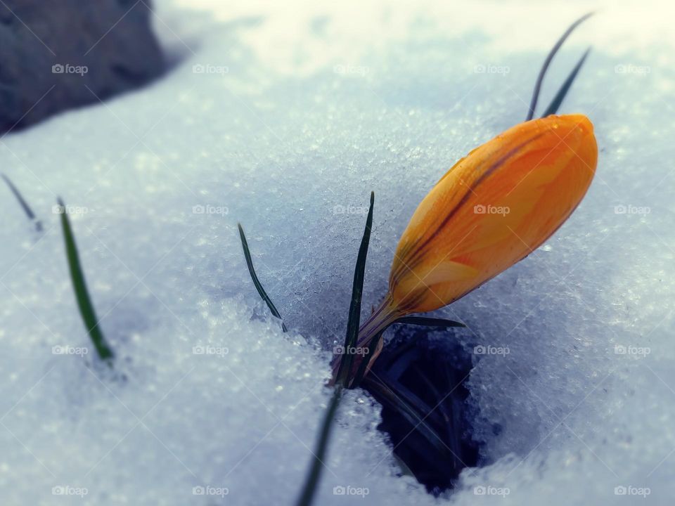 first crocuses under the snow